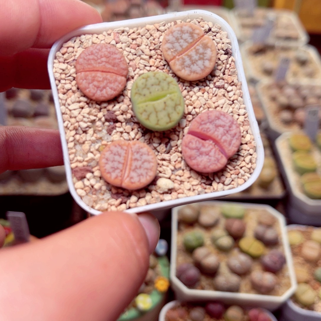 426号带盆盆包邮发货