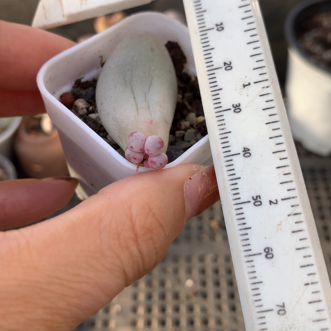 米可奶 不凑满28元发一片叶 不售后 到付