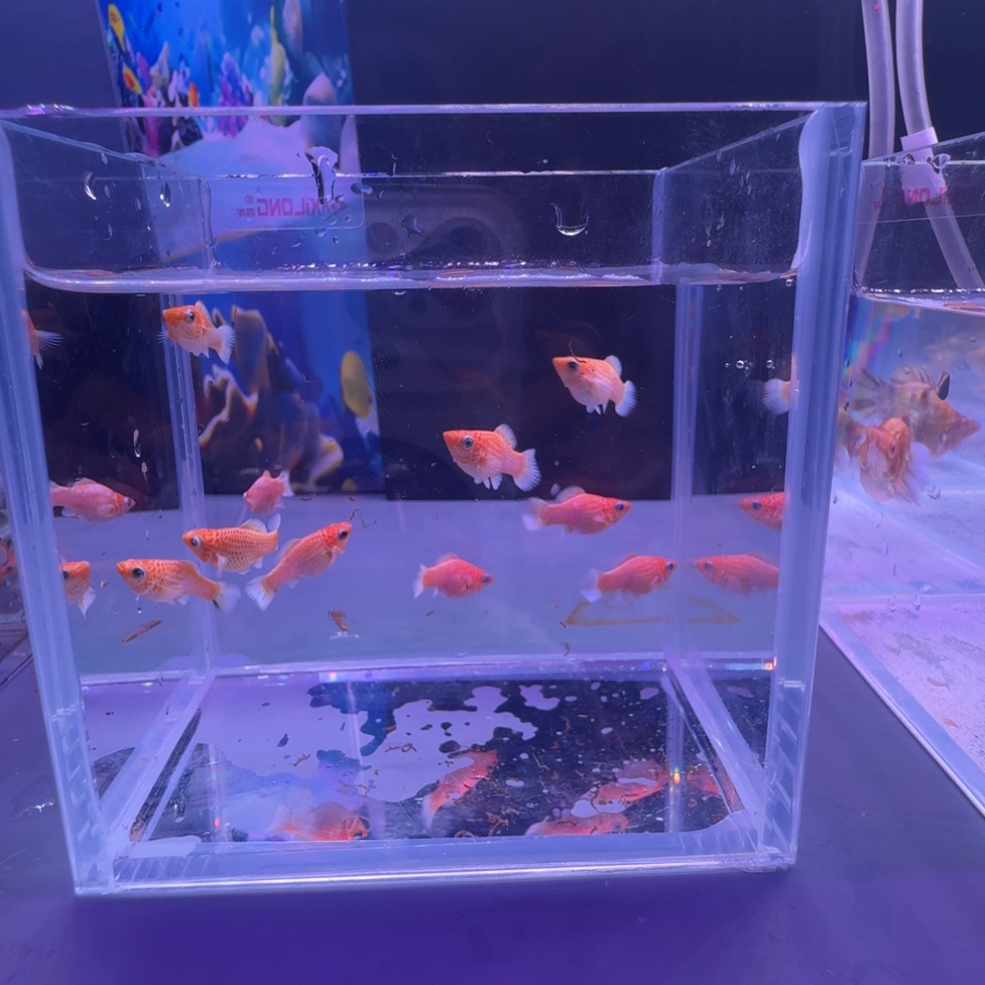 海水鱼多乐玛丽黄金苗8呗2