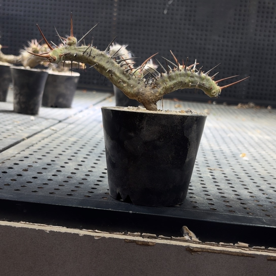 刺月界266696669666666666