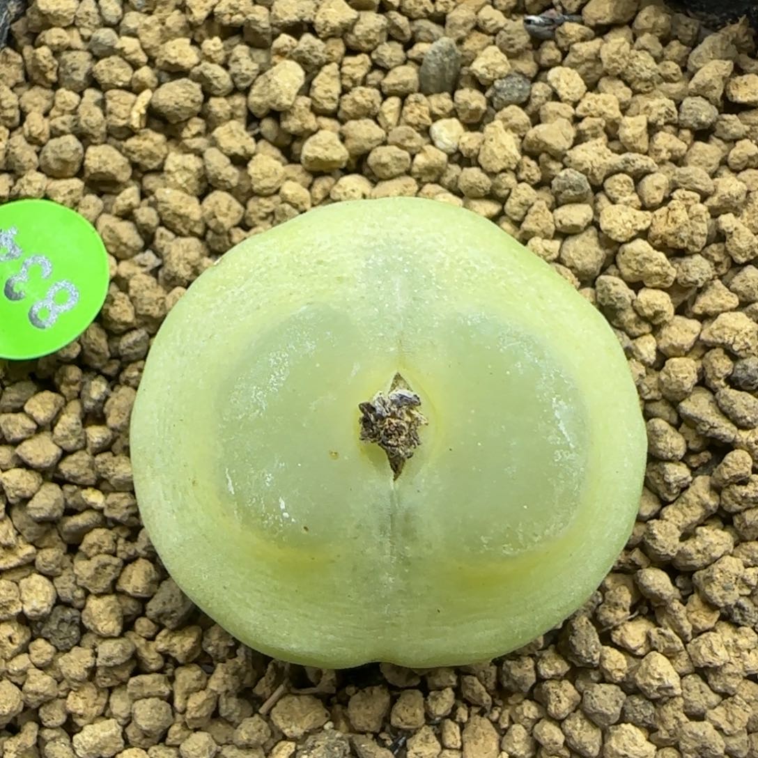 拉登2.88多肉植物834