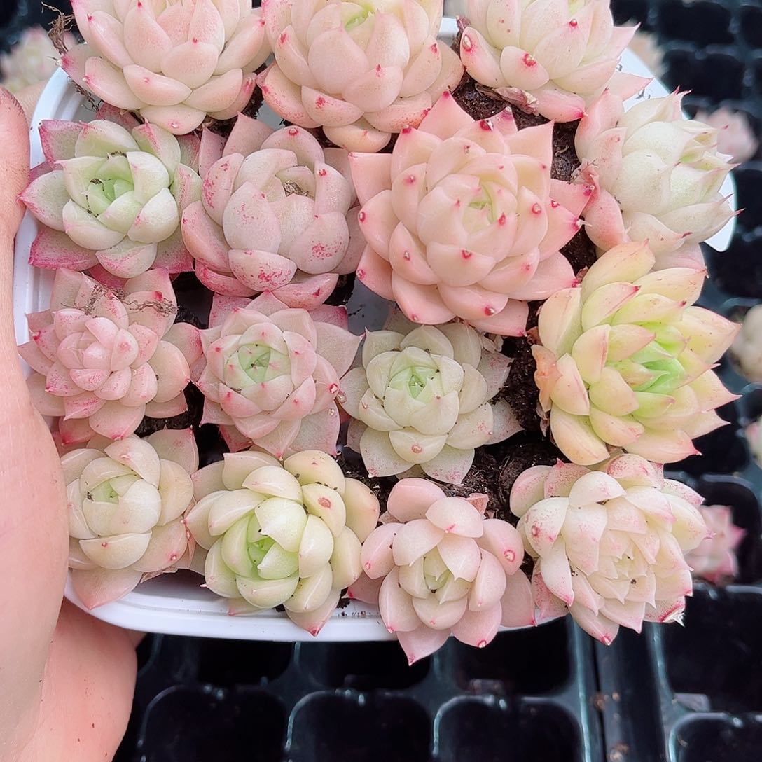 1-742新疆西藏内蒙不发12.8包邮2-3公分多肉