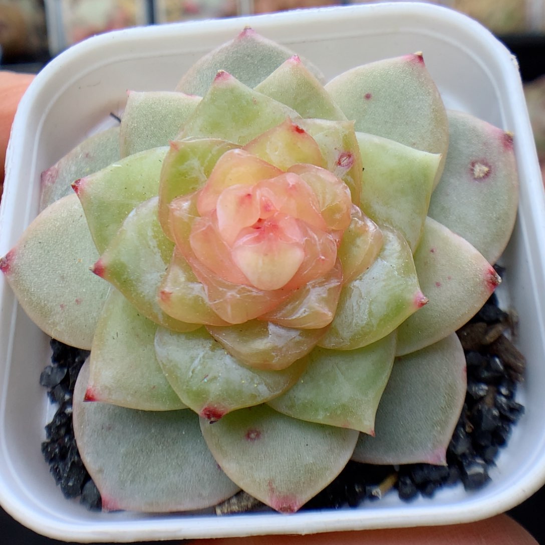 多肉植物。   糖心24