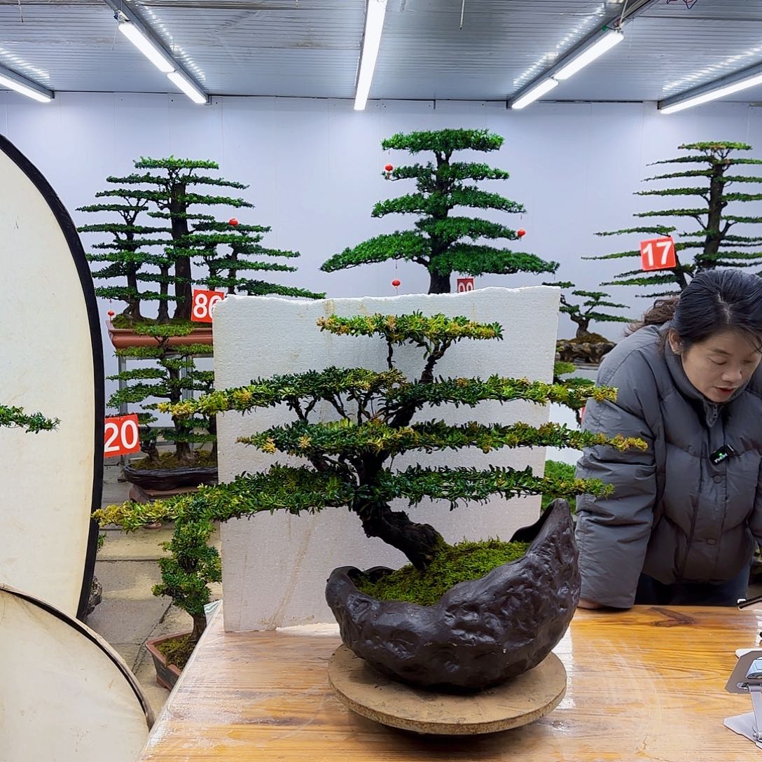 无花朵盆景直播间一物一拍