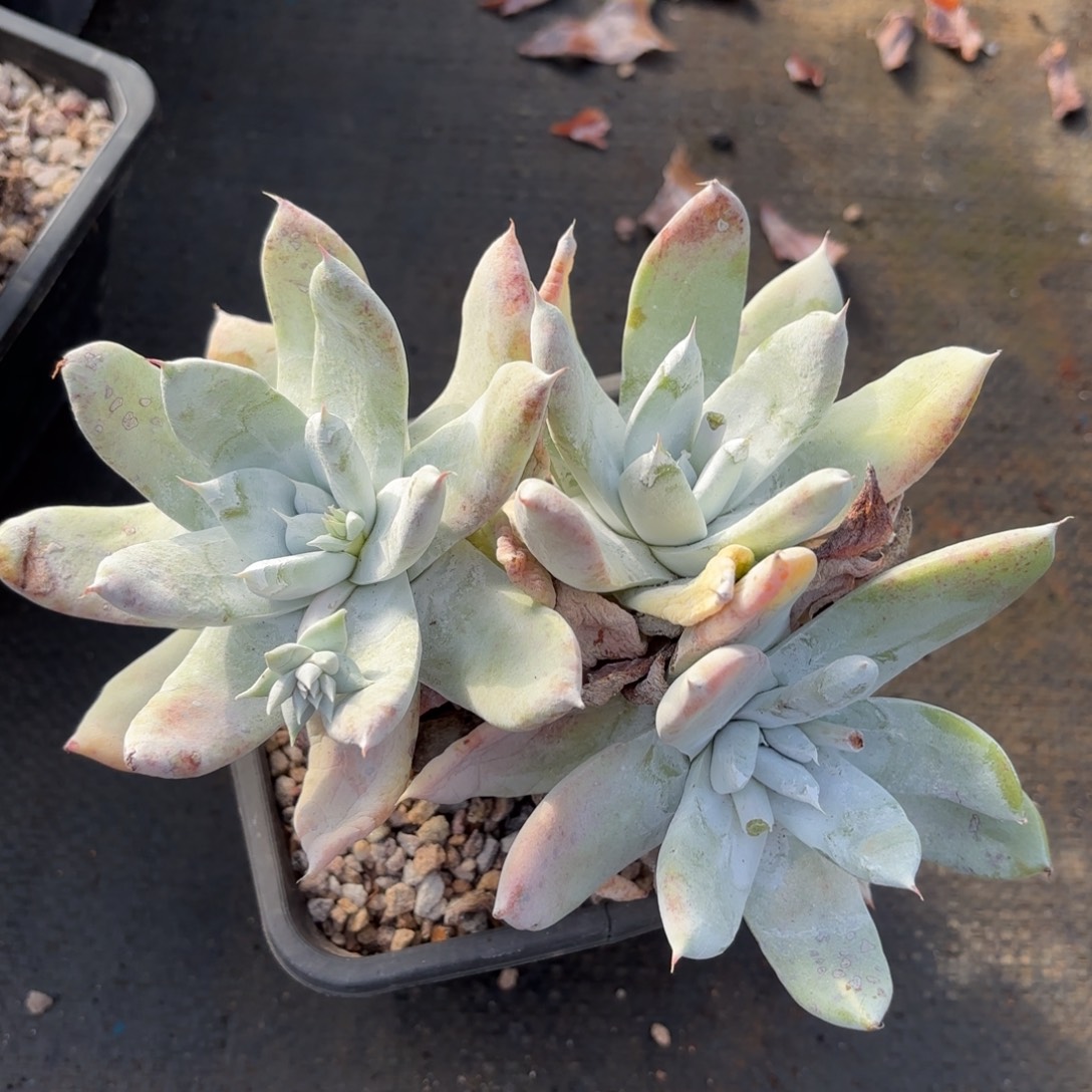 塞丽娜，仙女杯多肉