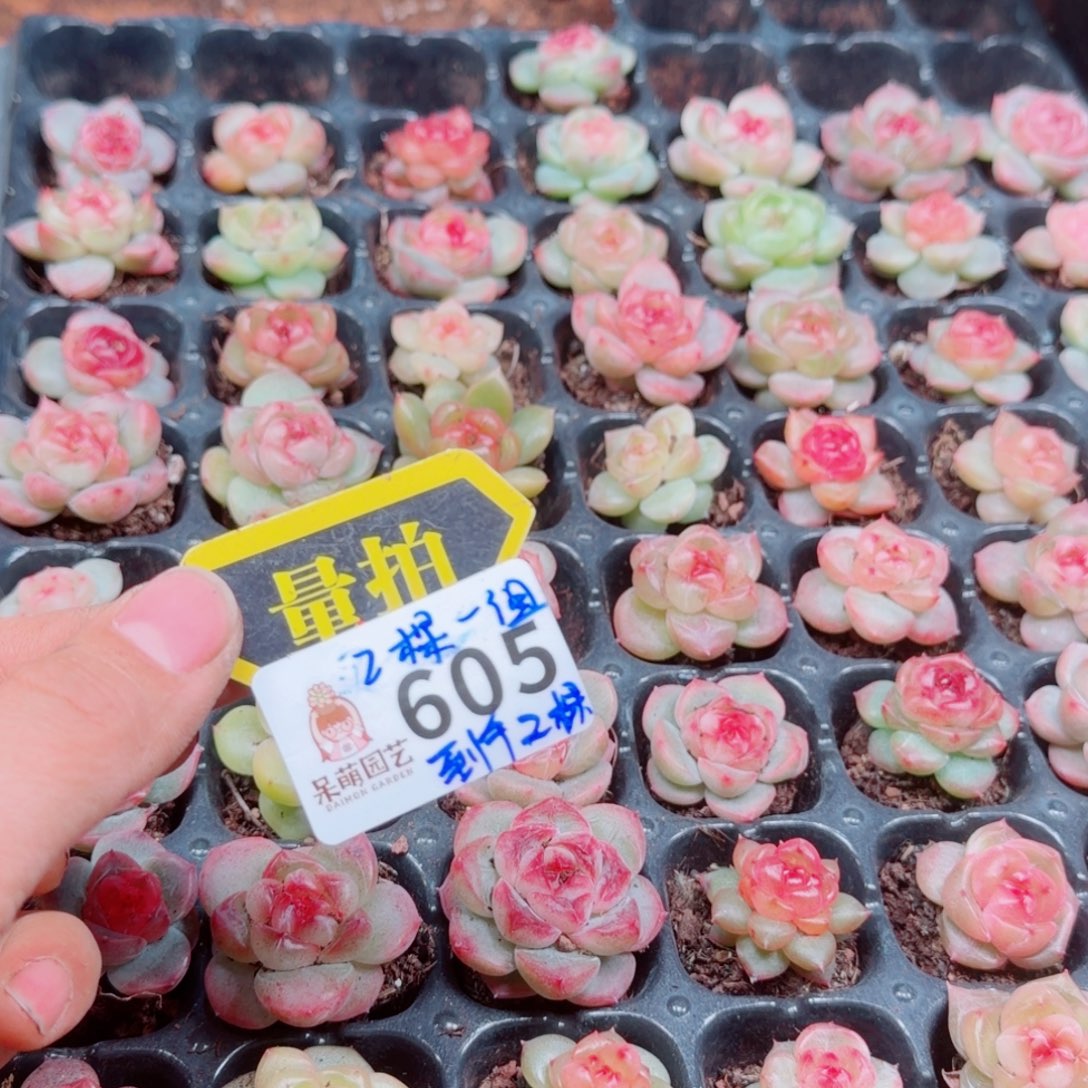 多肉植物多肉植物