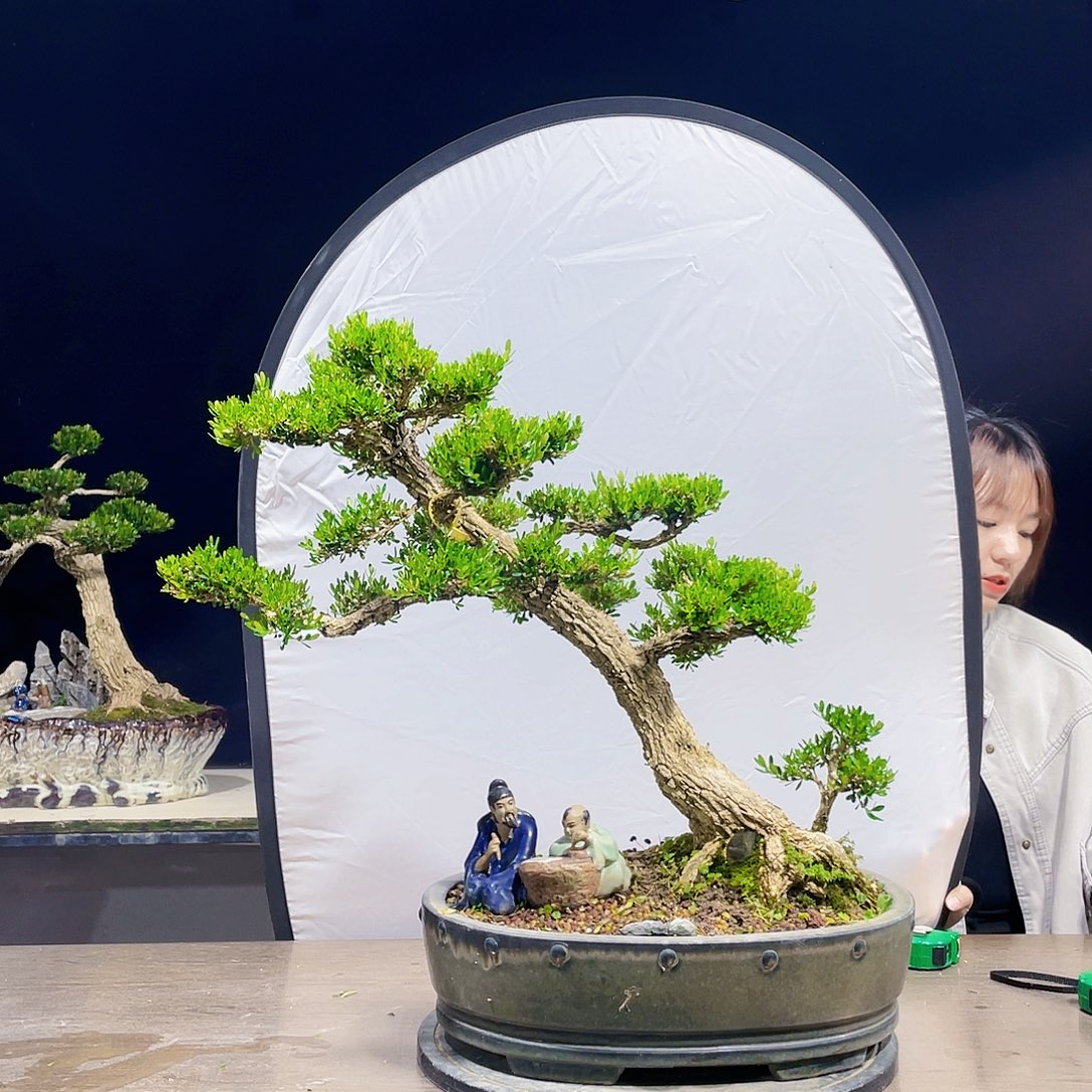 完全开放黄杨盆景四季常青