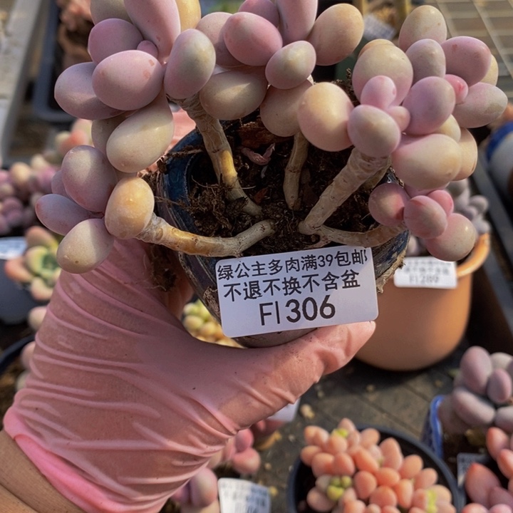 糖果桃蛋9cm306多肉