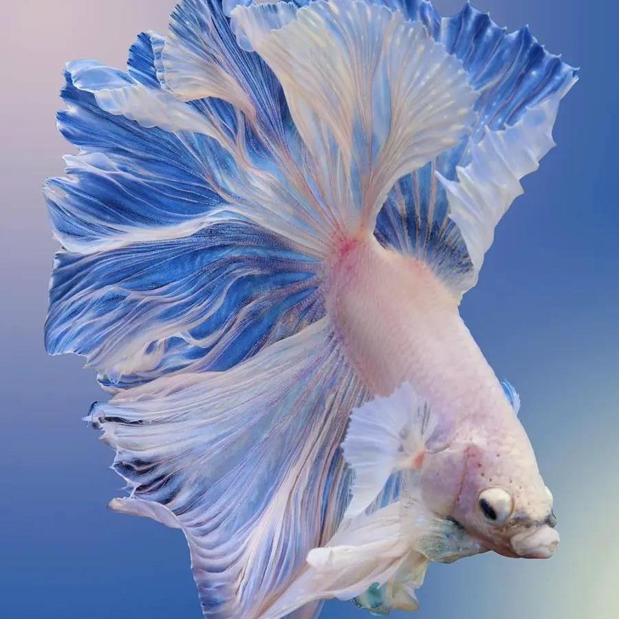 D9（193-216）精品泰国斗鱼小型热带观赏鱼耐活（直播间选鱼）