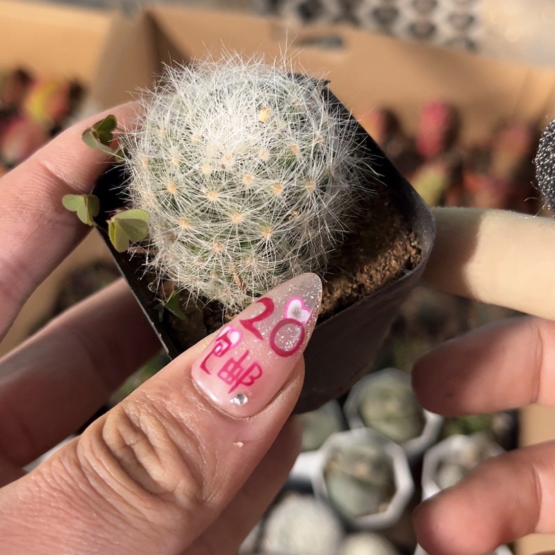 芳香丸单头发货有根