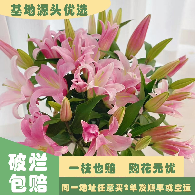 【基地源头优选】 百合---星光     任意两单发顺丰或空运