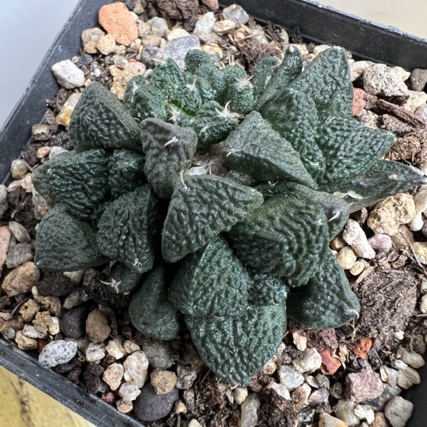 小粗根连山牡丹群自根仙人球块根多肉室内防辐射好养绿植盆栽