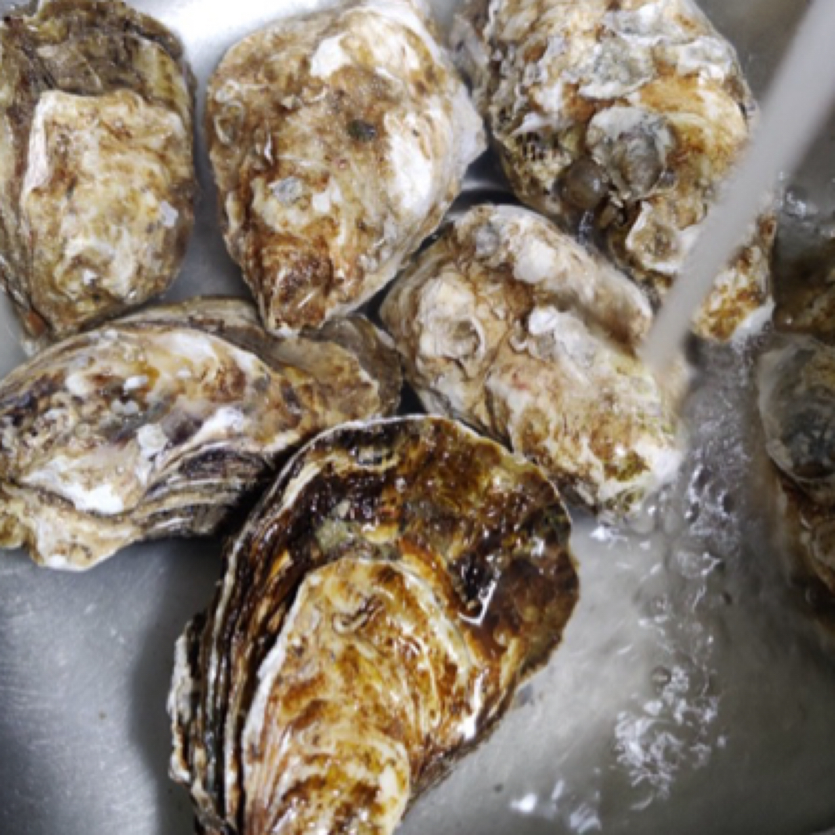 本地纯野生海蛎子