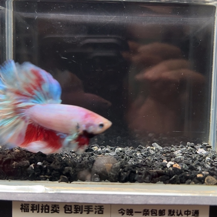 斗鱼跑单拉黑23日66