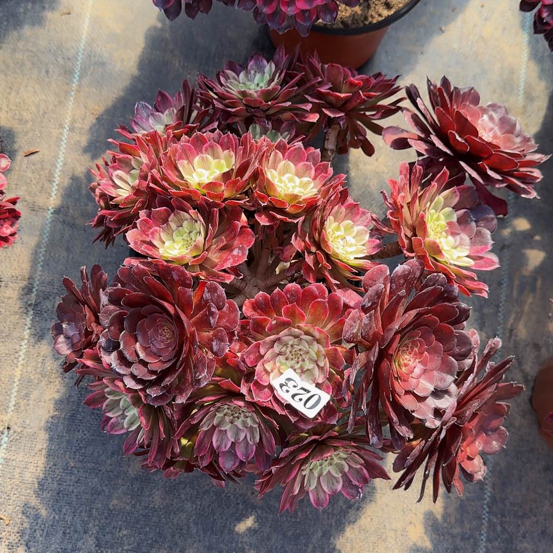 023水墨画丛林多肉植物