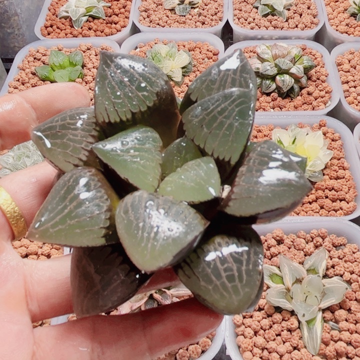 十二卷 日月潭母本