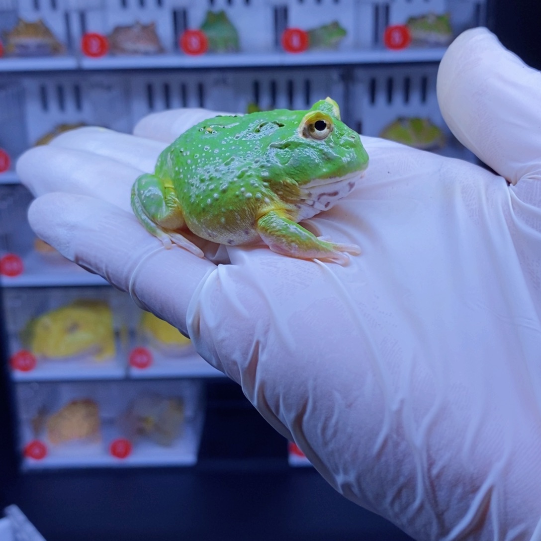 3***乐角蛙角蛙3-10cm闪购专享链接