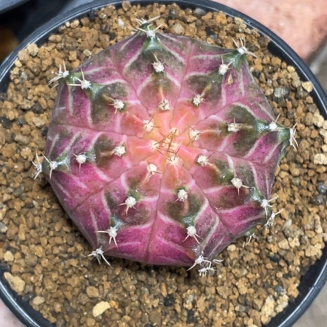 当前无花朵，栽培后可花朵橘粉轮回