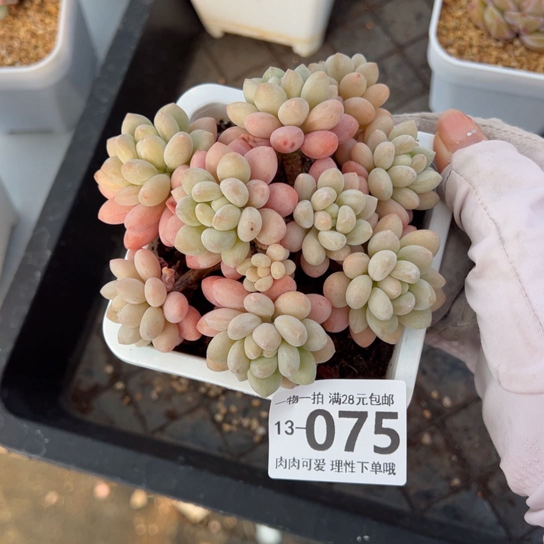 洛可可多肉多肉多肉多肉