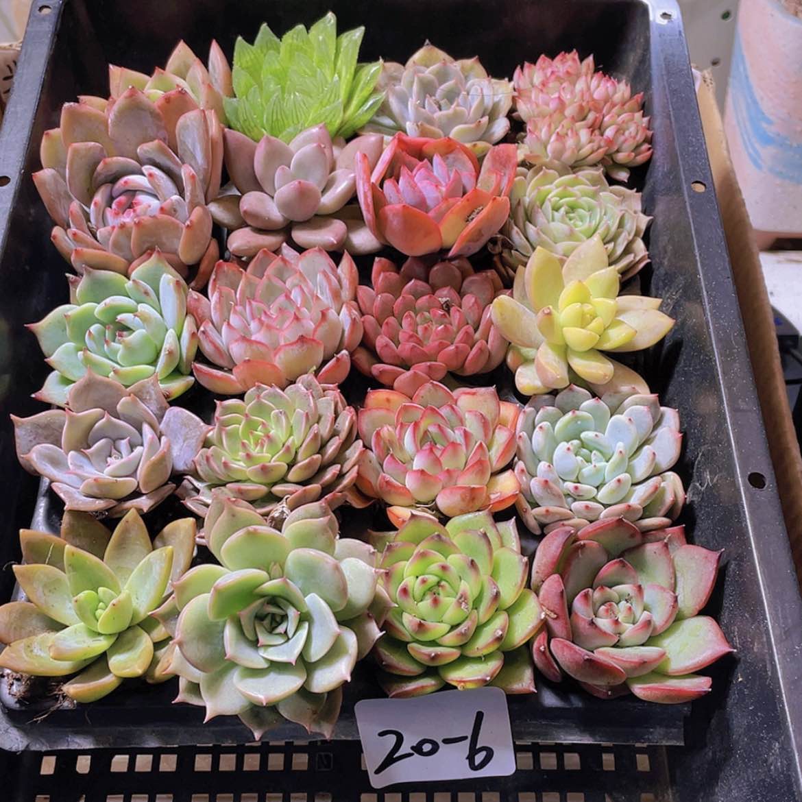 【闪购商品】20颗-6