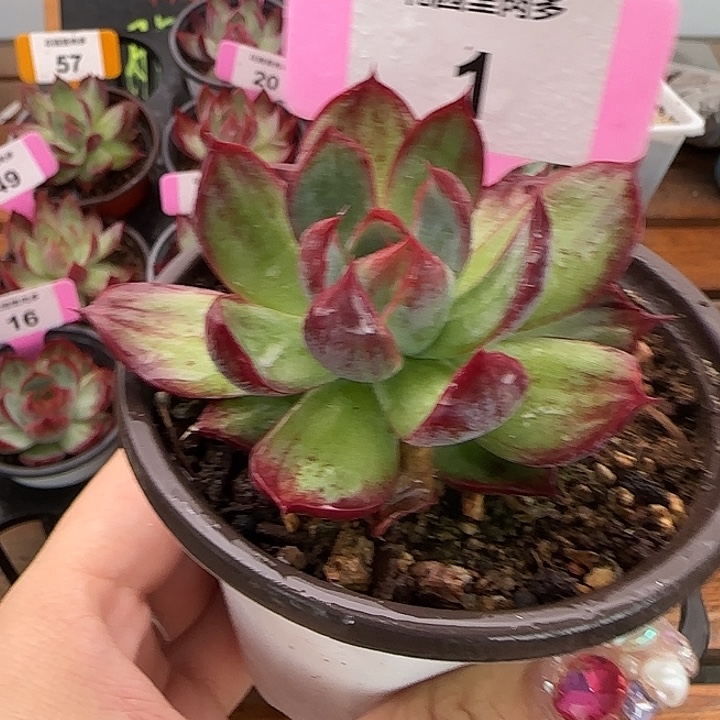 1惊鸿仙子多肉植物