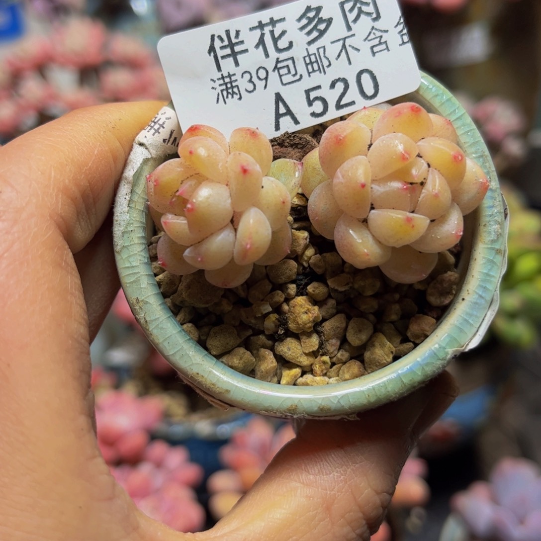 520糖果5厘米多肉（不包整）