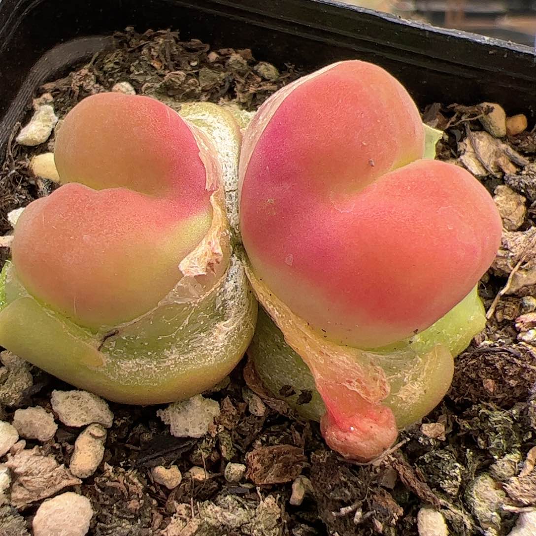 【闪购商品】315 水蜜桃
