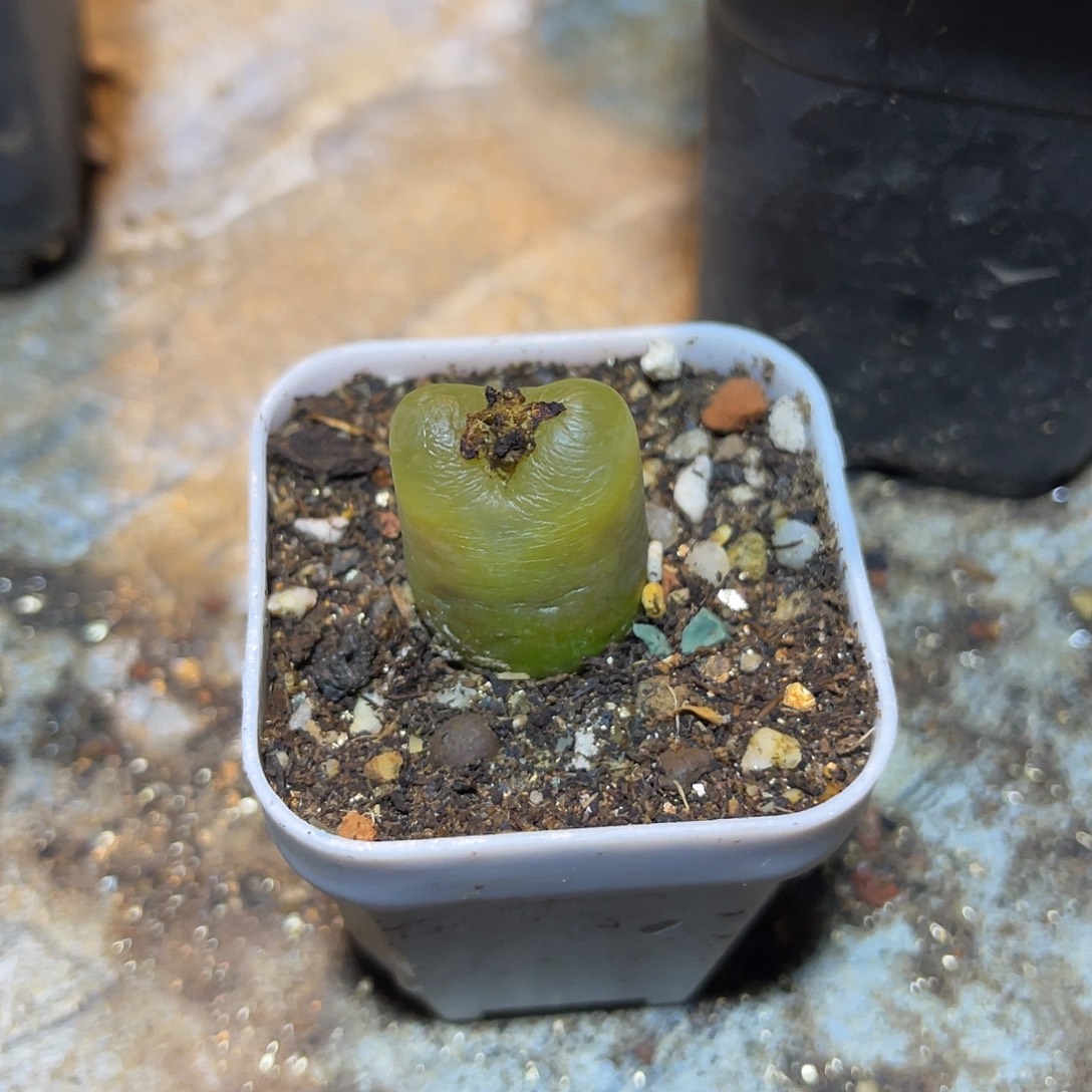 子播实生的毛汉尼一物一拍