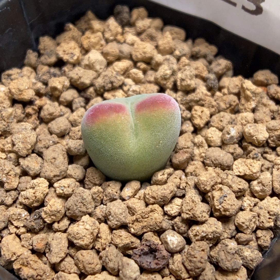 多肉植物肉锥杂交K-923 毛将杂 福利