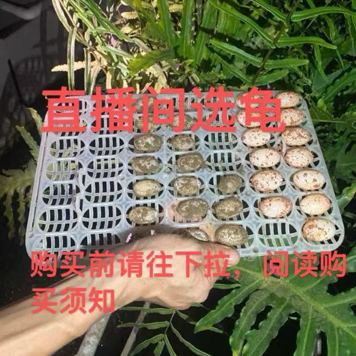 【其他龟】直播间选龟，乱拍无效。