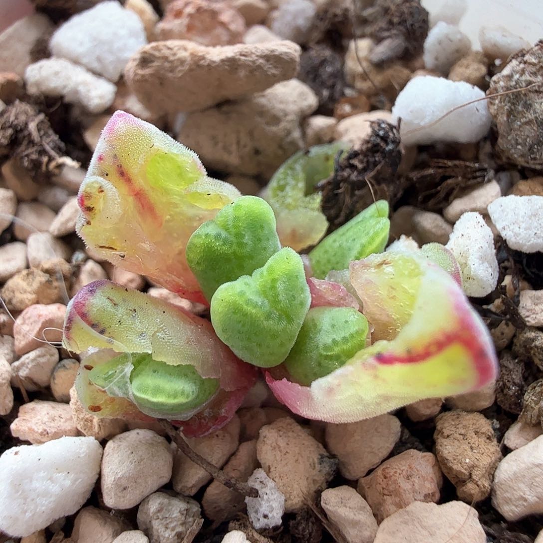 2.10.21/985猪蹄3褪5头＊多肉植物