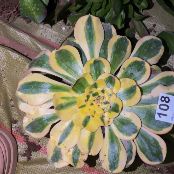 108王妃王妃王妃王妃多肉