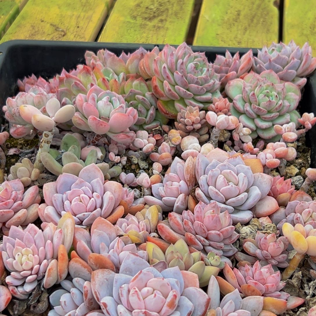 430多肉葡萄的味道是真的很好吃