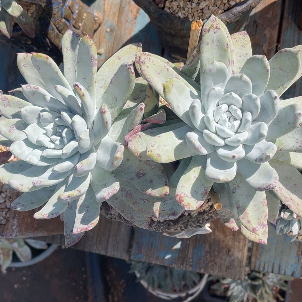 【闪购商品】赛丽娜大双头30公分