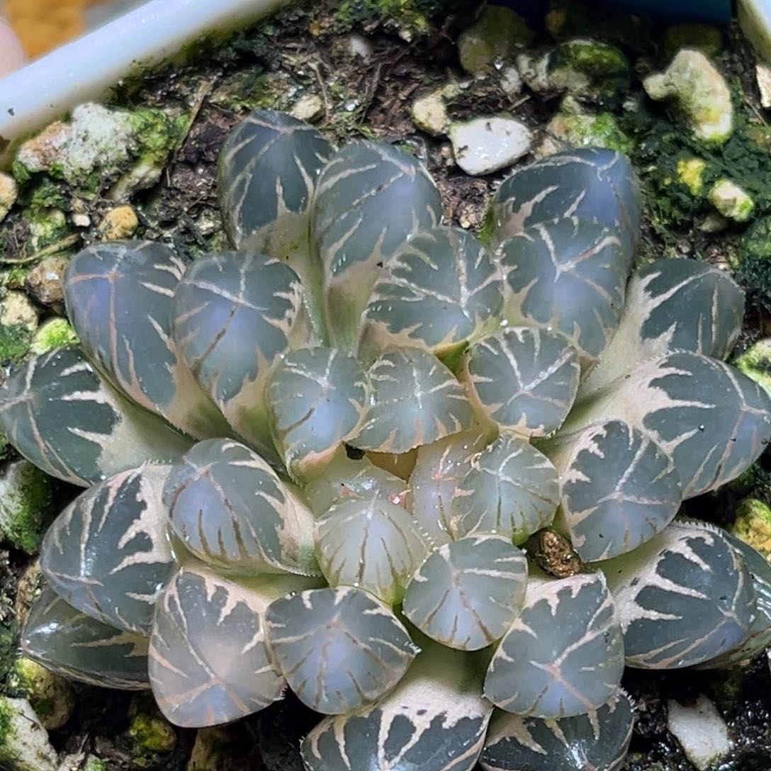 恭喜发财大吉大利0350