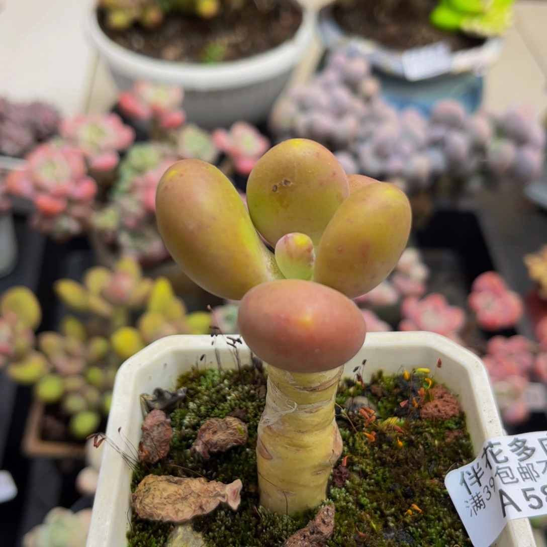 586/5cm芒果奶多肉