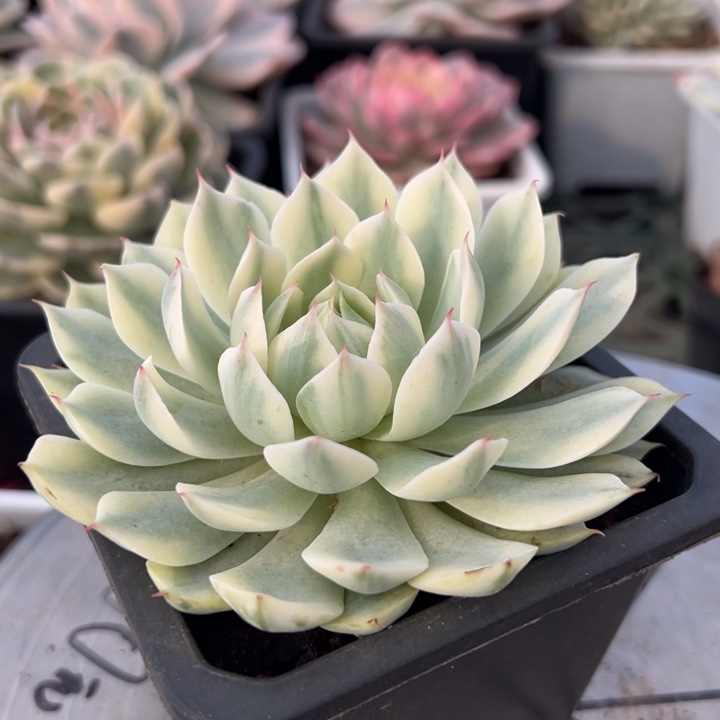 风声锦一物一拍锦龙