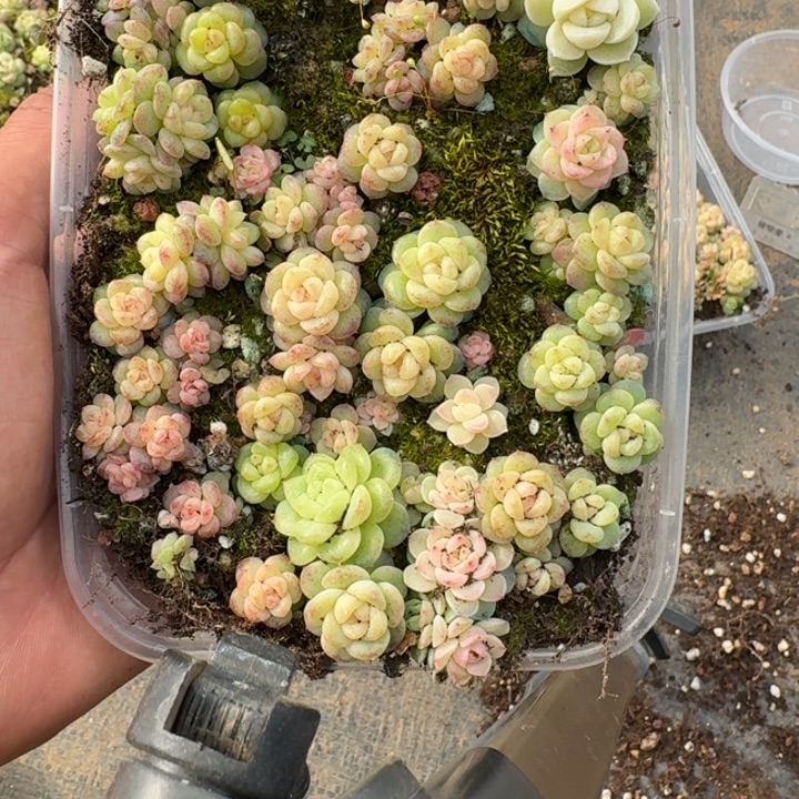 065珍妮饭盒一组混搭