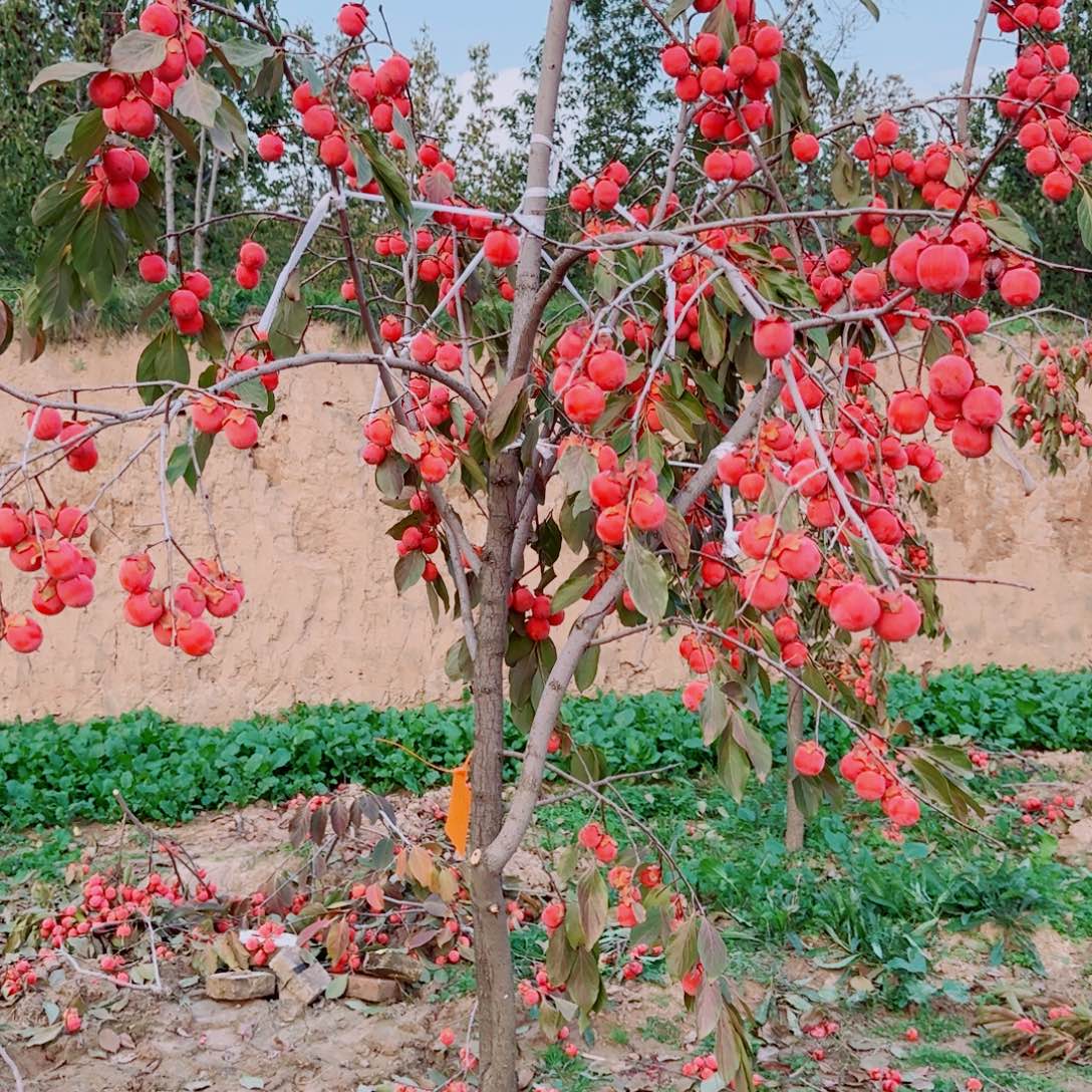 无花朵柿子小火罐一物一拍