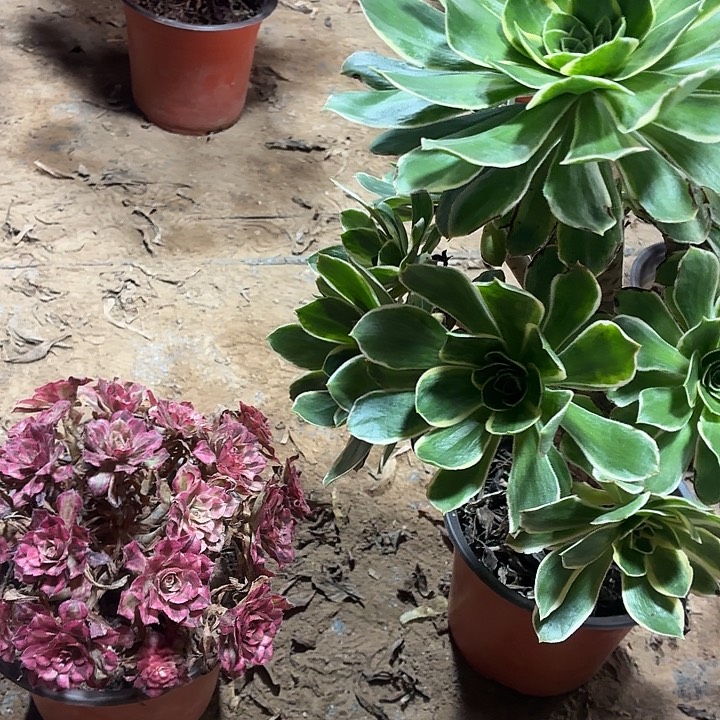 大叶绿玫瑰+红铜白