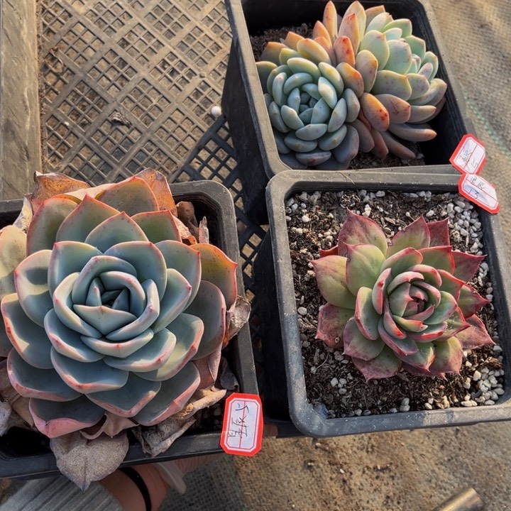 星*橙梦露布鲁蓝惊鸿