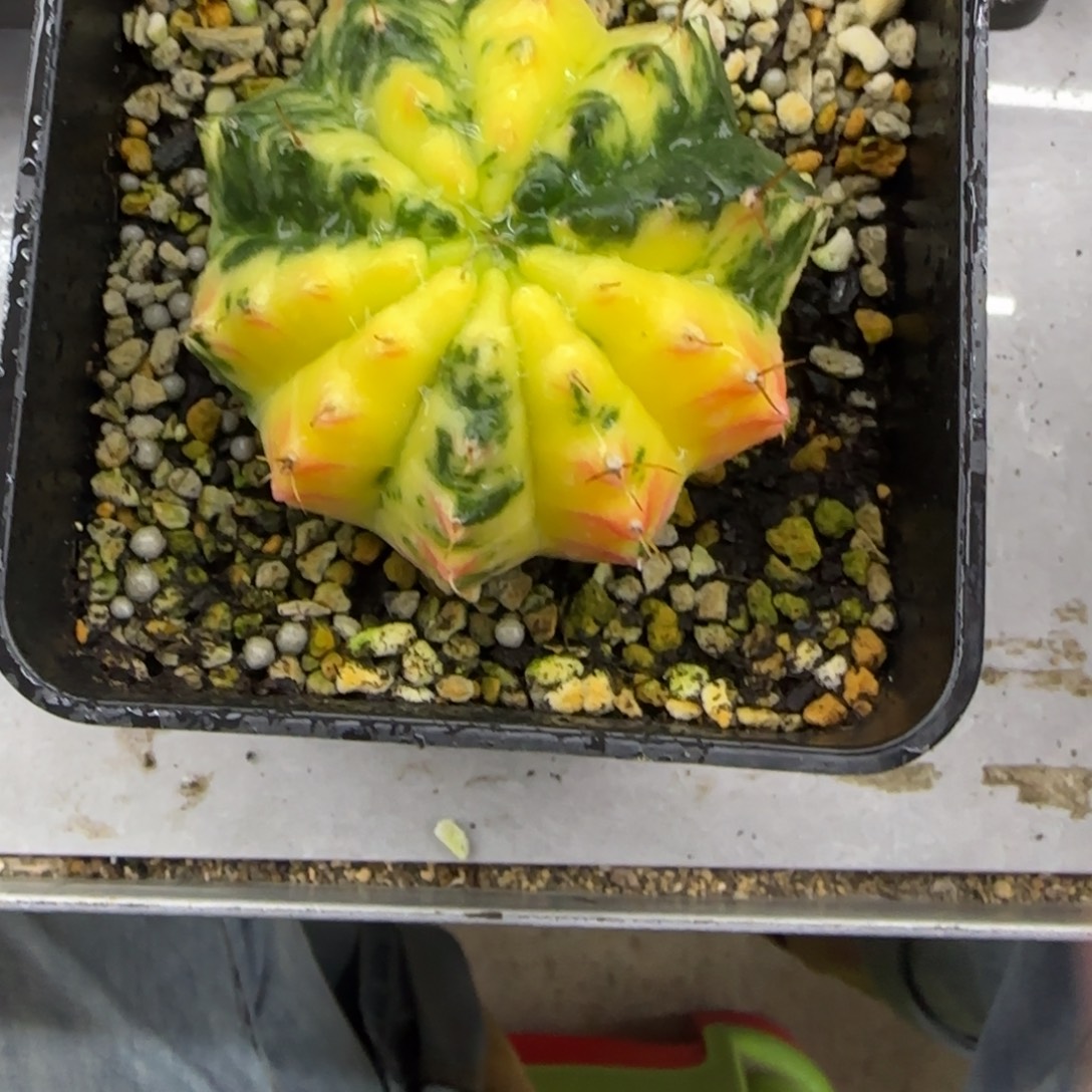 一***行实生根貘锦111111111111111111