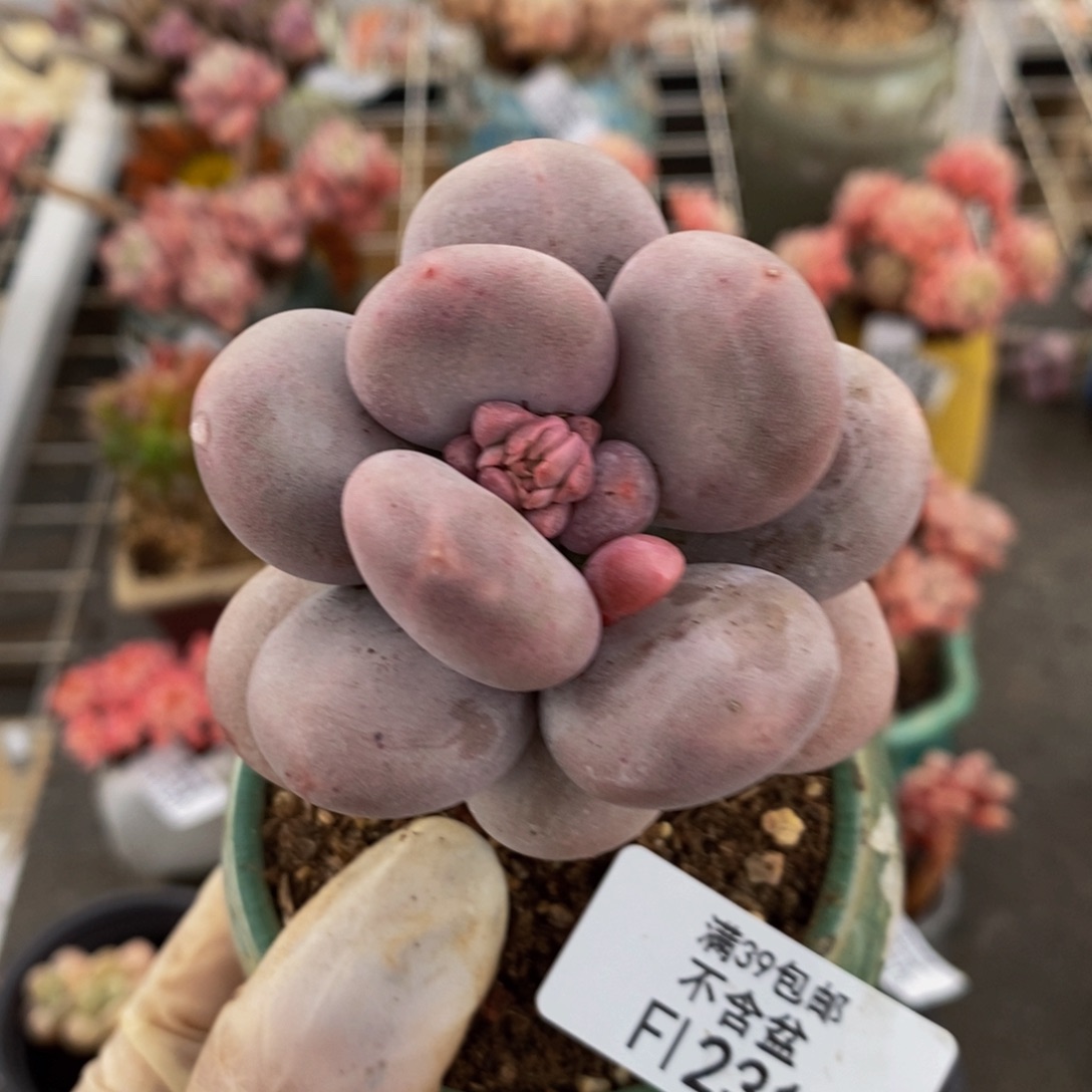 大叶奶酪231/6c m