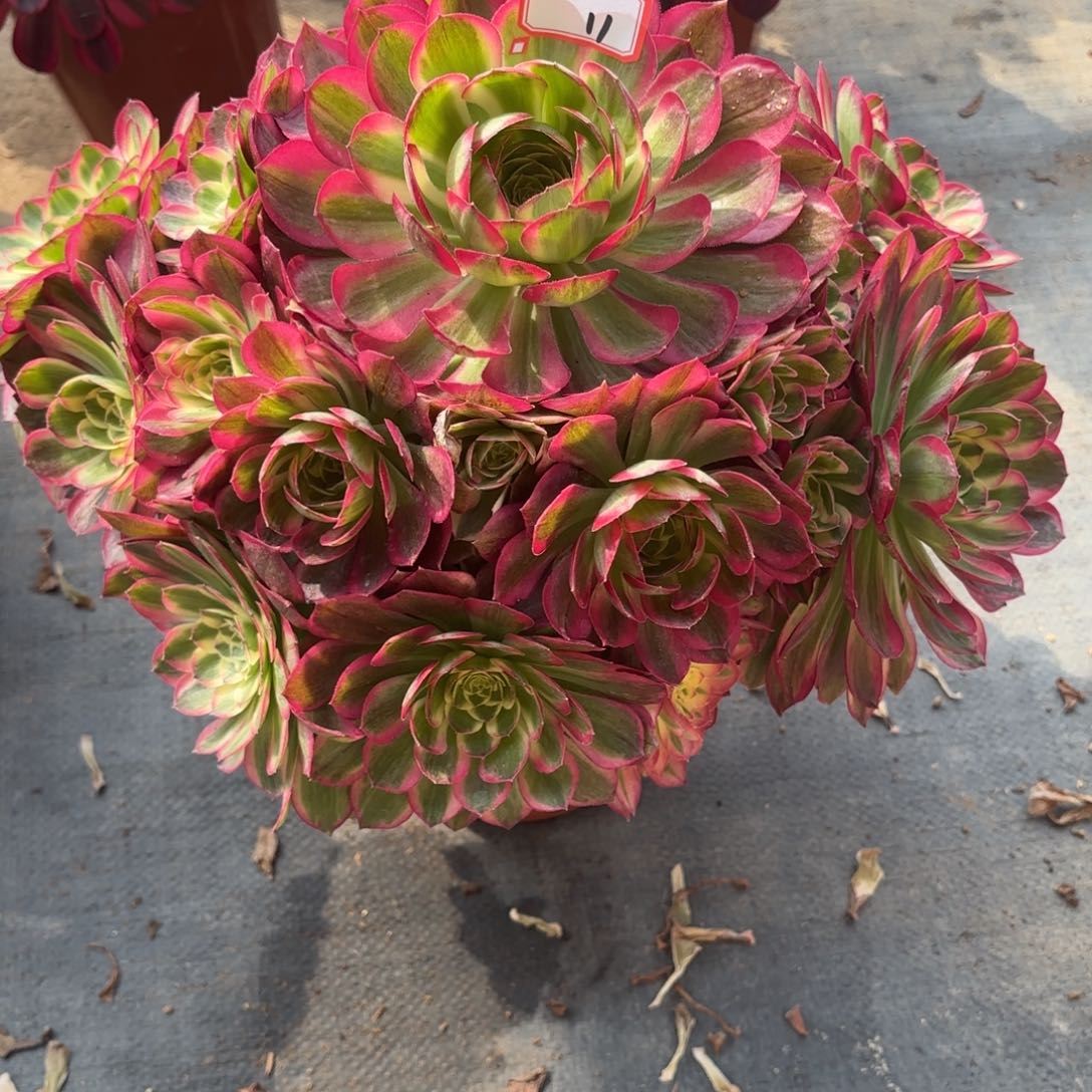 11千玺多肉植物绿植