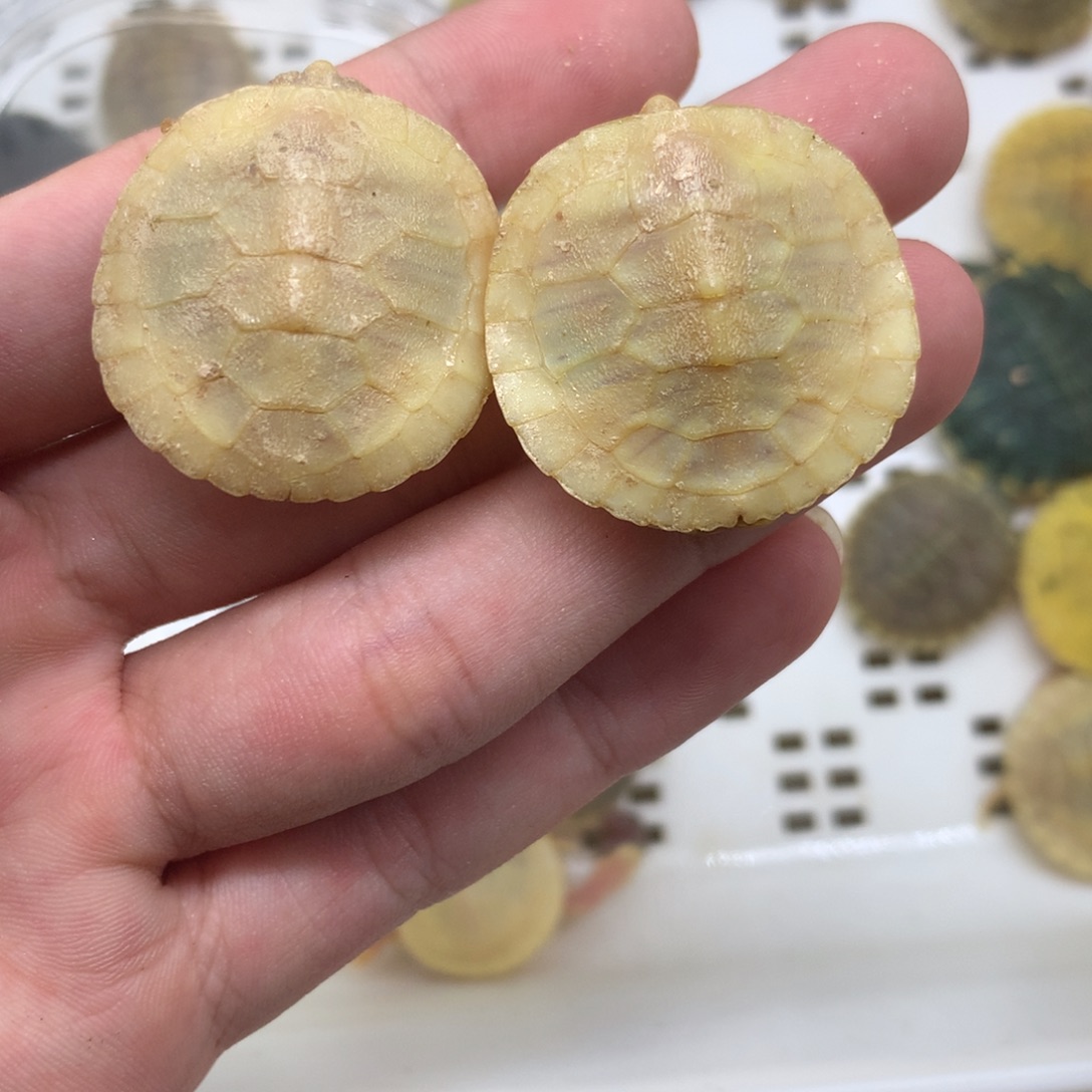 不分公母巴西彩龟