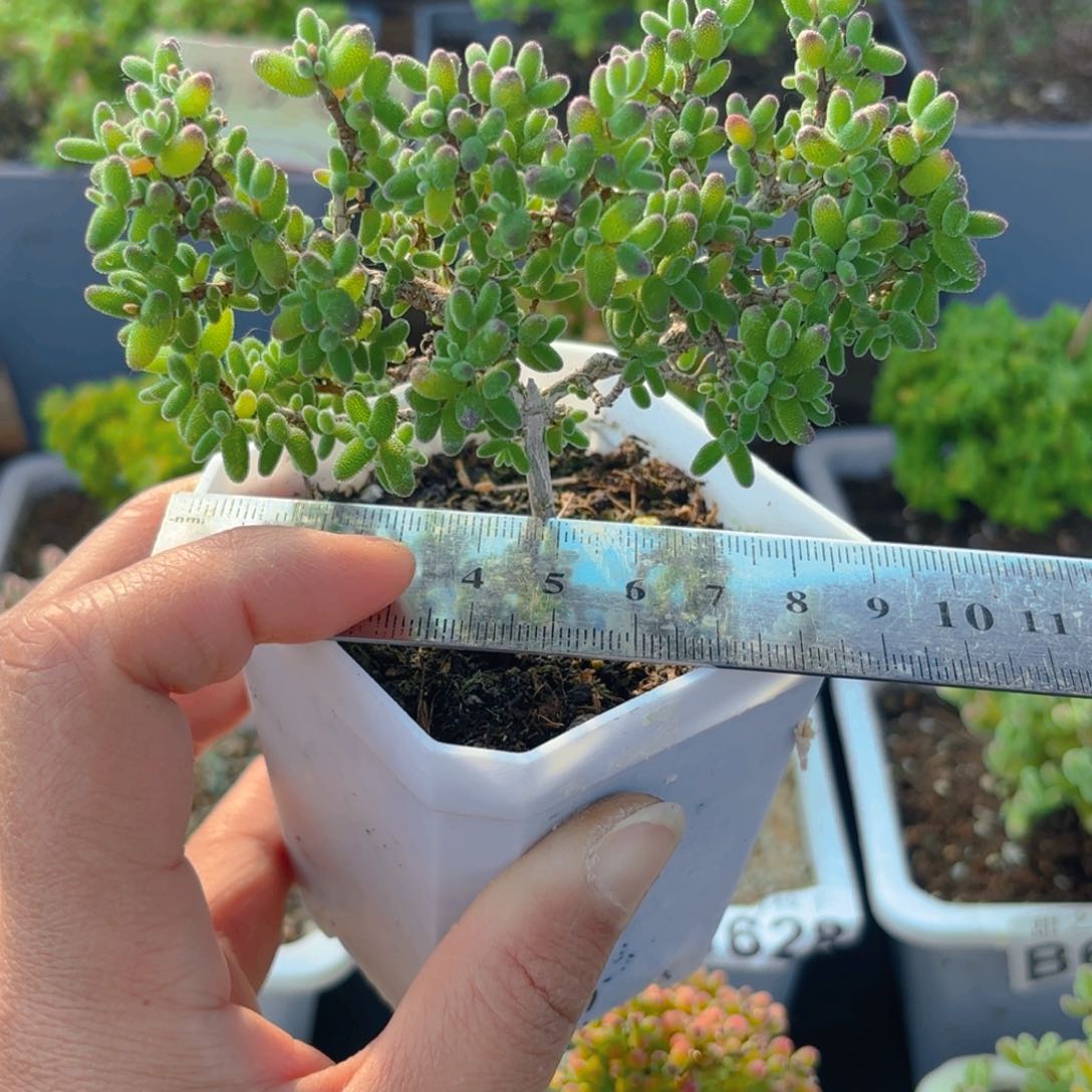蜜叶糖球653。