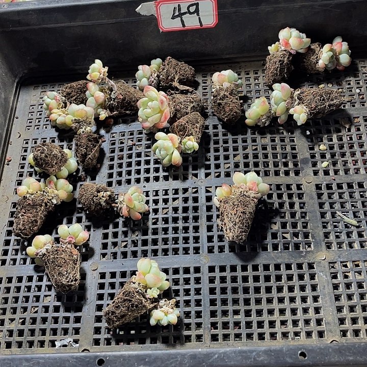馨***月49号筐带土发货冰玉