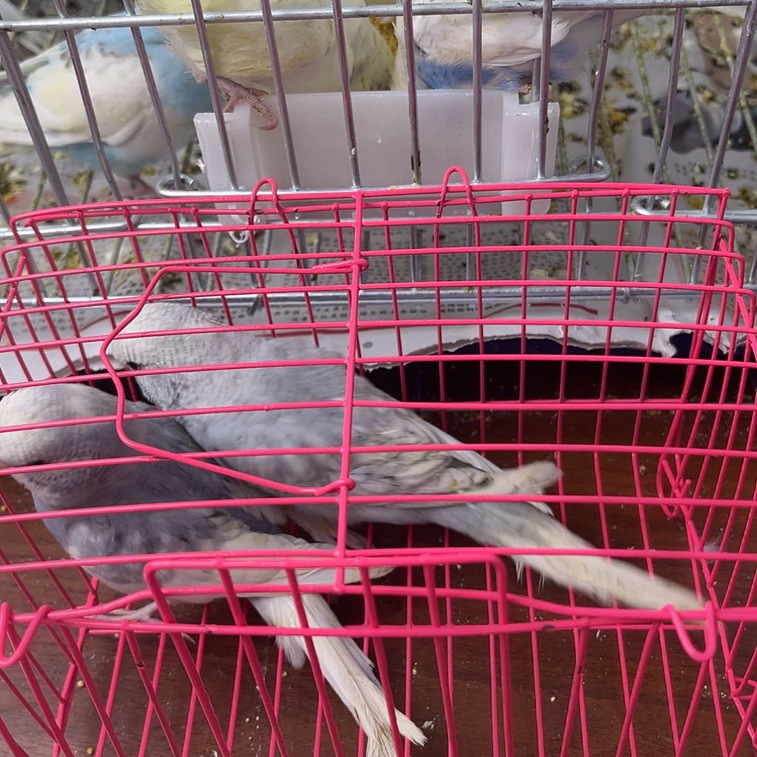 虎皮鹦鹉金彩鹦鹉