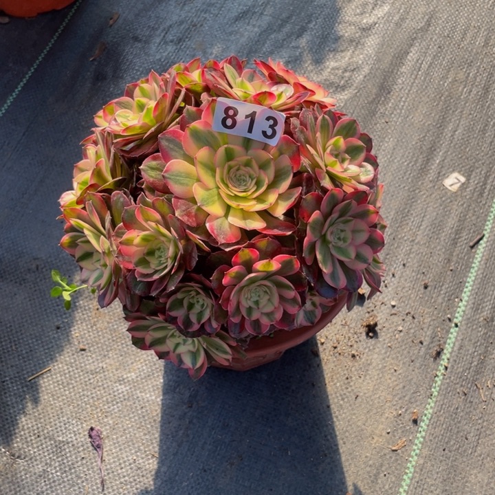 813老庄多肉法师荔枝