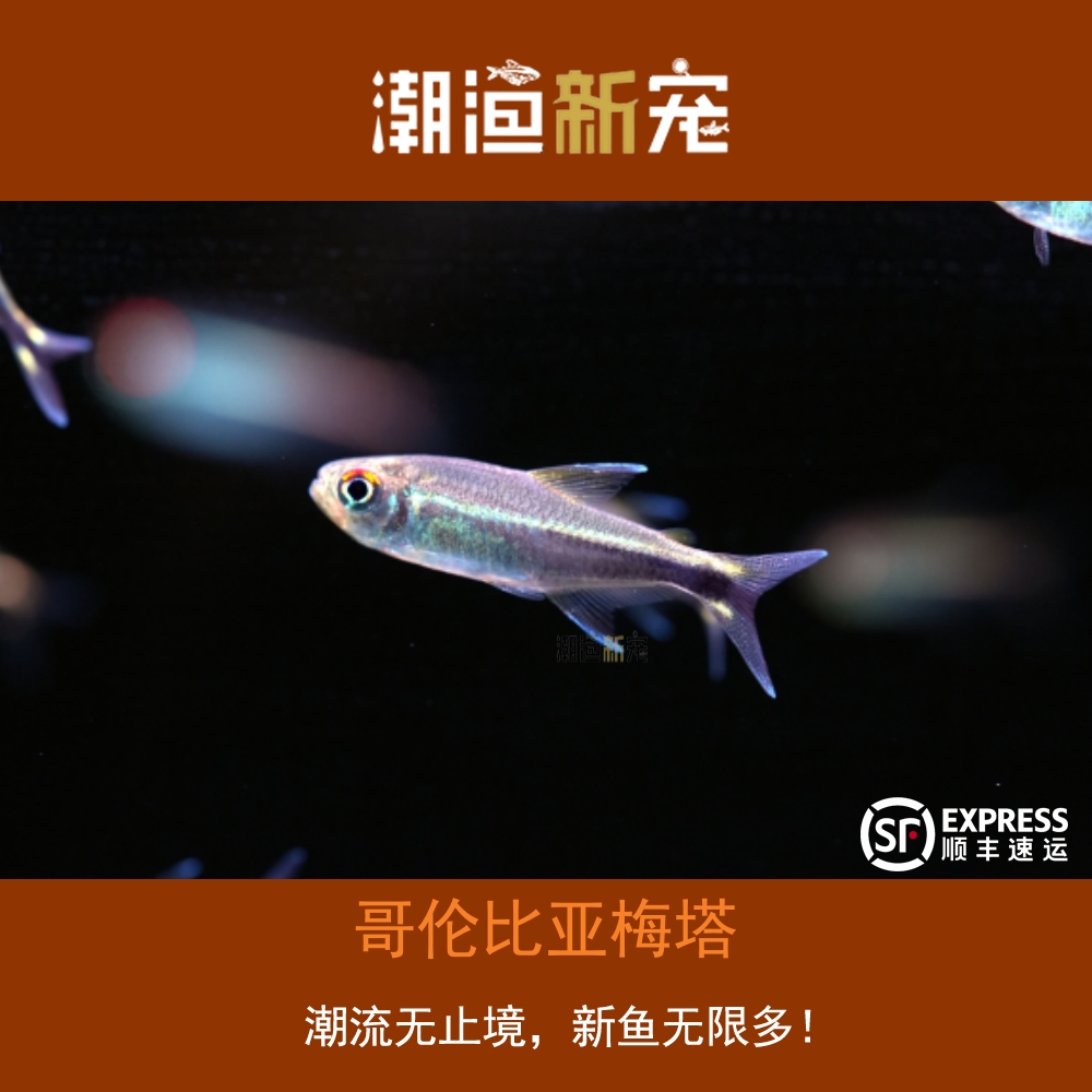 哥伦比亚梅塔灯鱼热带小型观赏灯鱼顺丰包邮彩虹包损